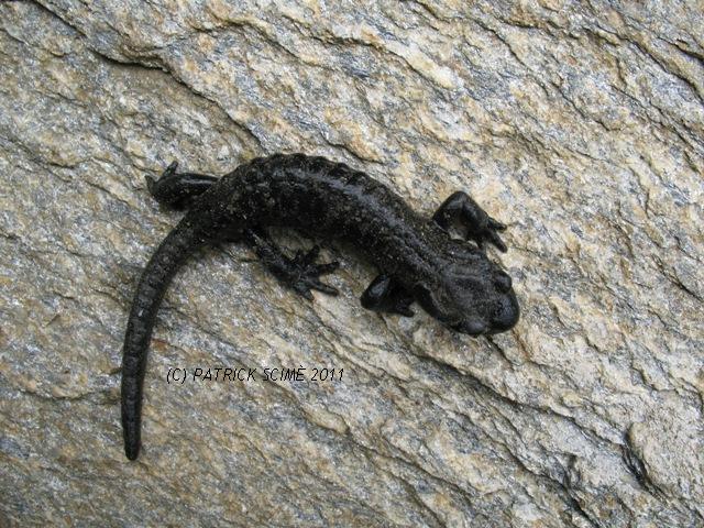 Salamandra atra e tritone alpestre